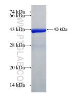 Recombinant human APOBEC3G protein Ag30533 proteintech