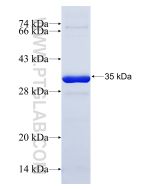 Recombinant human SNAP29 protein Ag30553 proteintech