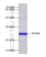 Recombinant human FAM73B protein Ag30577 proteintech