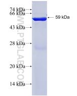 Recombinant human TEAD4 protein Ag3059 proteintech