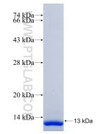 Recombinant human TGFB2 protein Ag31117 proteintech
