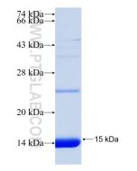 Recombinant human SIRT3 protein Ag31346 proteintech