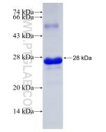 Recombinant human RELL1 protein Ag31489 proteintech