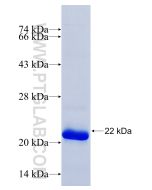 Recombinant human Kindlin 2 protein Ag31802 proteintech