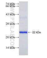 Recombinant mouse KLRBC protein Ag31941 proteintech