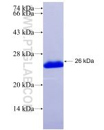 Recombinant human AP2A1 protein Ag32239 proteintech
