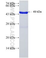 Recombinant human RRAS2 protein Ag3226 proteintech