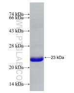 Recombinant human HLCS protein Ag32480 proteintech