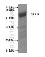 Recombinant human PPIL4 protein Ag3249 proteintech
