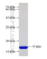 Recombinant human PCDHGB7 protein Ag32523 proteintech