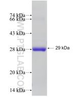 Recombinant human SLAMF6 protein Ag32532 proteintech