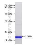Recombinant human CD59 protein Ag32834 proteintech
