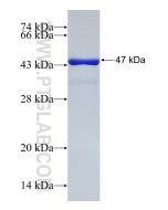 Recombinant human DBF4 protein Ag32951 proteintech