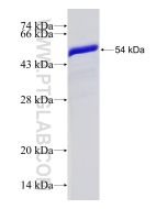 Recombinant human ZO1 protein Ag33182 proteintech