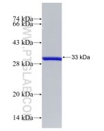 Recombinant human TMED5 protein Ag33253 proteintech