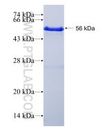 Recombinant human XPO1 protein Ag3488 proteintech