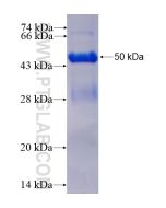 Recombinant human NME5 protein Ag3610 proteintech