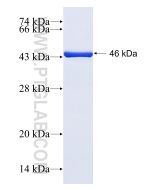 Recombinant human PGRMC1 protein Ag3643 proteintech