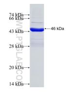 Recombinant human FCGR2A protein Ag3828 proteintech