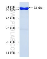Recombinant human IDO1 protein Ag3953 proteintech