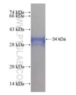 Recombinant human TRAM2 protein Ag4144 proteintech