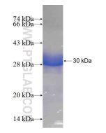 Recombinant human POLR2C protein Ag4228 proteintech