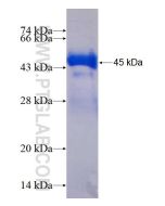 Recombinant human MAP7 protein Ag4276 proteintech