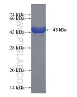 Recombinant human CDH16 protein Ag4343 proteintech