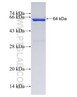 Recombinant human EIF5B protein Ag4404 proteintech