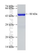 Recombinant human RALA protein Ag4547 proteintech