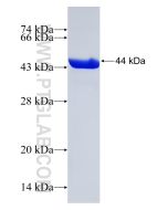 Recombinant human TPPP2 protein Ag4561 proteintech