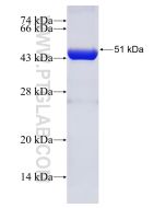Recombinant human TTL protein Ag4708 proteintech