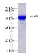 Recombinant human EXOC8 protein Ag4892 proteintech