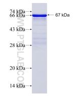 Recombinant human MAPK8IP2 protein Ag4902 proteintech