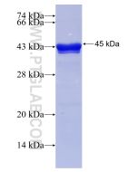 Recombinant human SYNCRIP protein Ag5167 proteintech