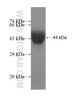 Recombinant human CCIN protein Ag5184 proteintech