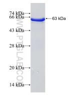 Recombinant human ANAPC4 protein Ag5225 proteintech