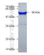 Recombinant human RPS3A protein Ag5273 proteintech