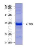 Recombinant human YAF2 protein Ag5444 proteintech
