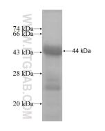 Recombinant human SETDB2 protein Ag5795 proteintech