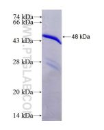 Recombinant human RHOC protein Ag5844 proteintech