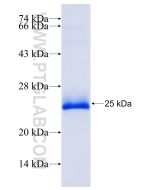Recombinant human SLC32A1 protein Ag6155 proteintech