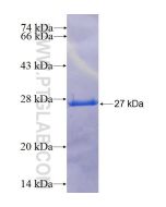 Recombinant human LIN7C protein Ag6265 proteintech