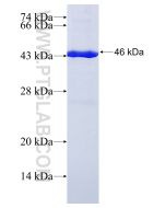 Recombinant human HIBCH protein Ag6473 proteintech