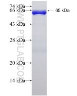 Recombinant human COPB2 protein Ag6498 proteintech