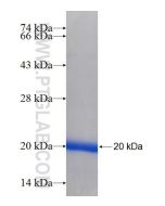 Recombinant human FAM107A protein Ag6558 proteintech