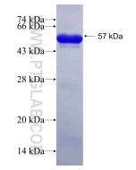 Recombinant human Ataxin-3/ATXN3 protein Ag6627 proteintech