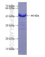 Recombinant human N-PAC protein Ag7133 proteintech