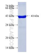 Recombinant human PLA2G7 protein Ag7227 proteintech