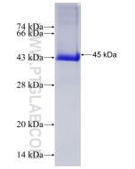 Recombinant human USP10 protein Ag7233 proteintech